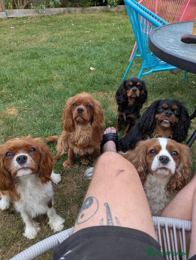 Gallery Image {{count}}