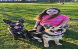 Mixed Breed dogs for sale: Belgium malinois cross German shepherd  - Advert 4