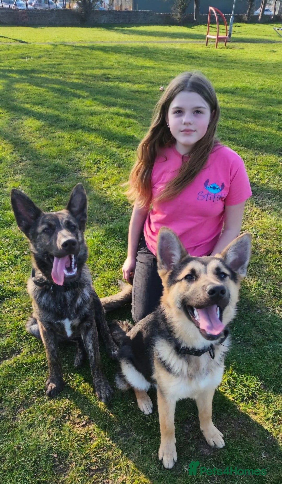 Mixed Breed dogs for sale: Belgium malinois cross German shepherd  - Advert 4