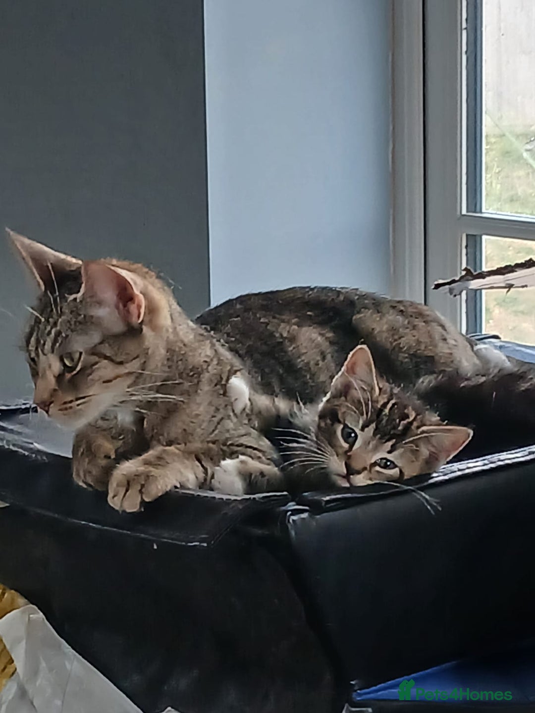 Mixed Breed cats for sale: 3 girls- 9 weeks- ready to go - Image 2