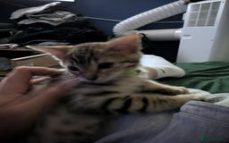 Mixed Breed cats for sale: One male kitten looking for he new home - Image 1