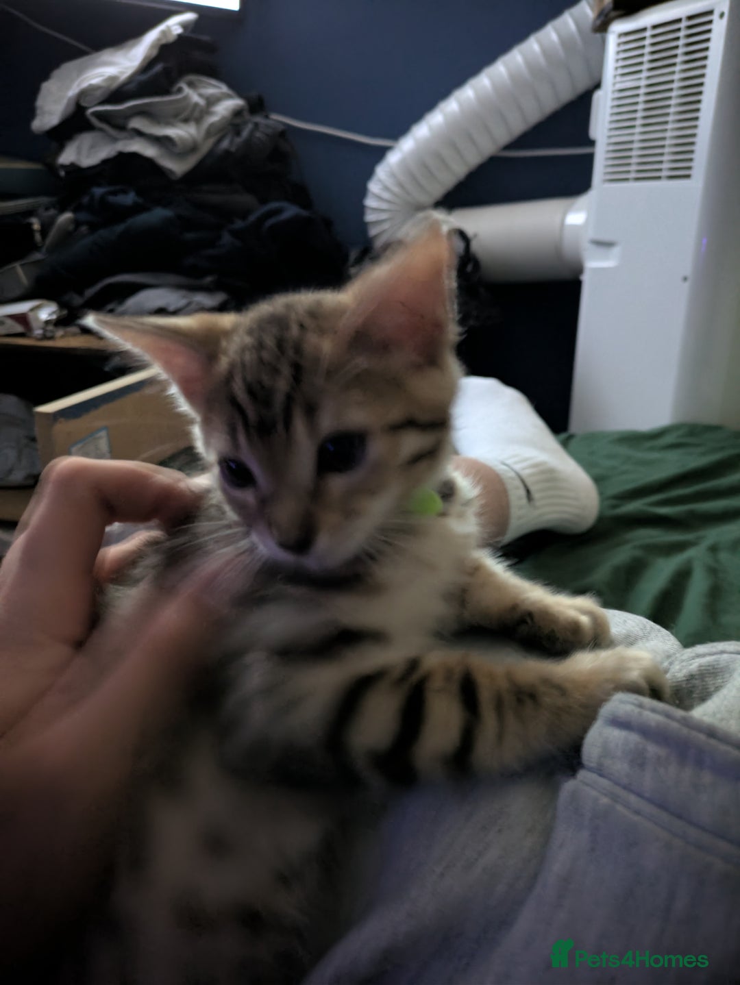 Mixed Breed cats for sale: One male kitten looking for he new home - Image 1