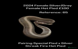 Python Snake reptiles for sale: Various Emoji Pied Ball Pythons Royal Snake  - Image 19