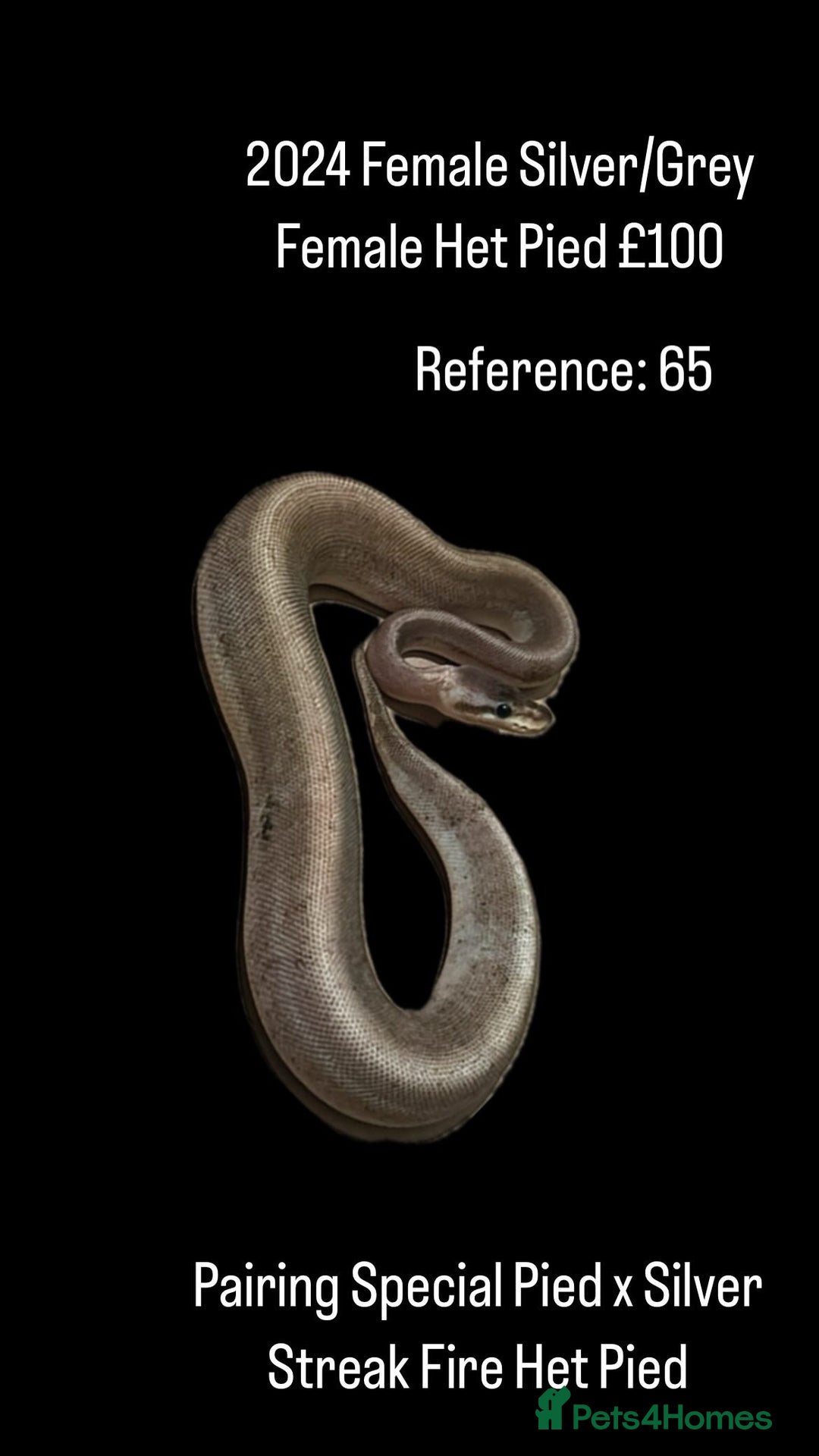 Python Snake reptiles for sale: Various Emoji Pied Ball Pythons Royal Snake  - Image 19