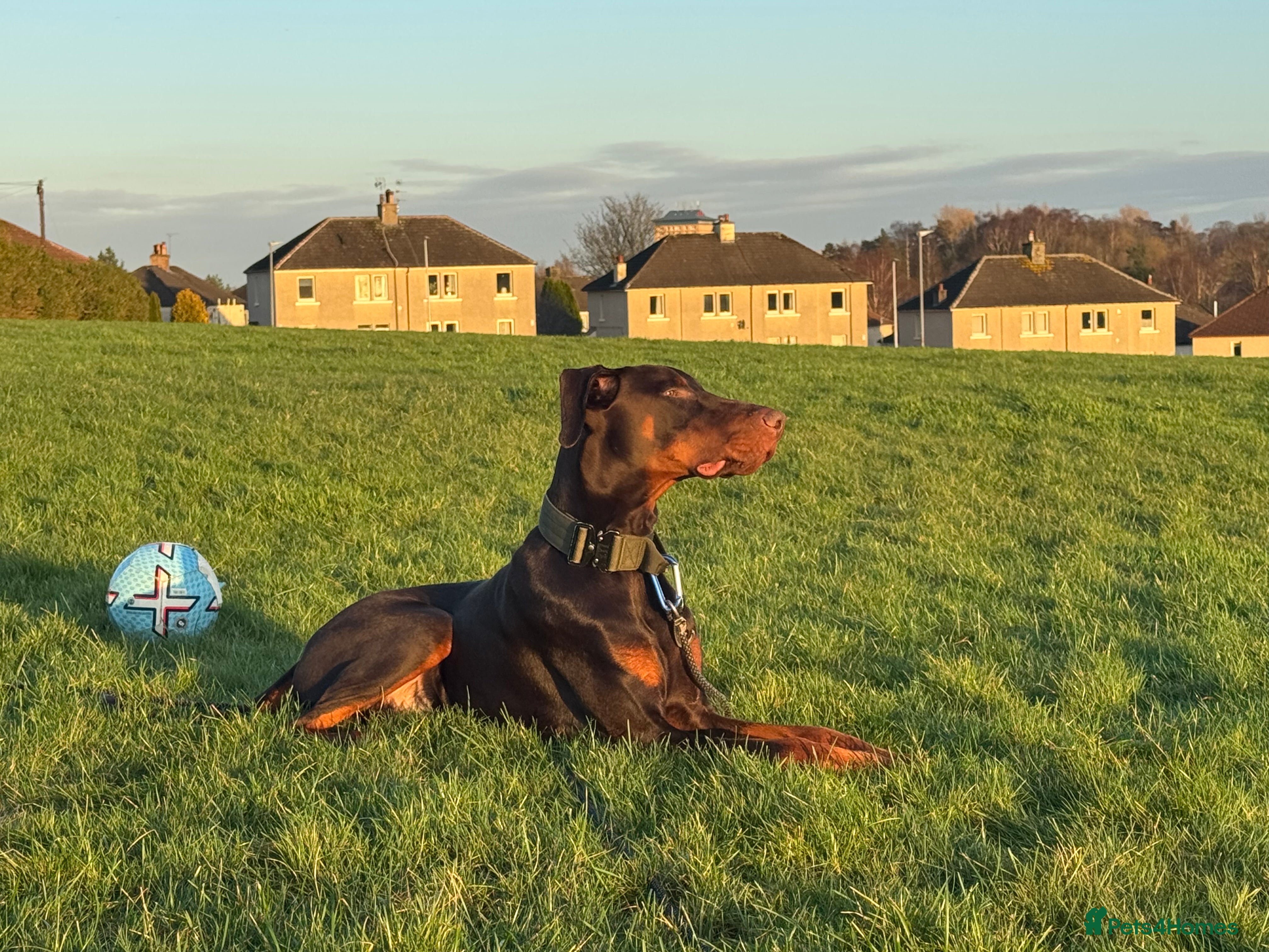 Dobermann dogs Doberman 1 Year Old looking for right Home - Advert 17