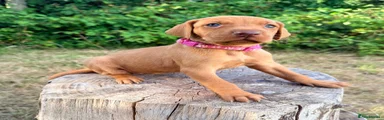 Pink Collar Girl