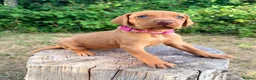 Hungarian Vizsla dogs for sale:     KC Hungarian Vizsla Puppies - Licensed ⭐ - Advert 10