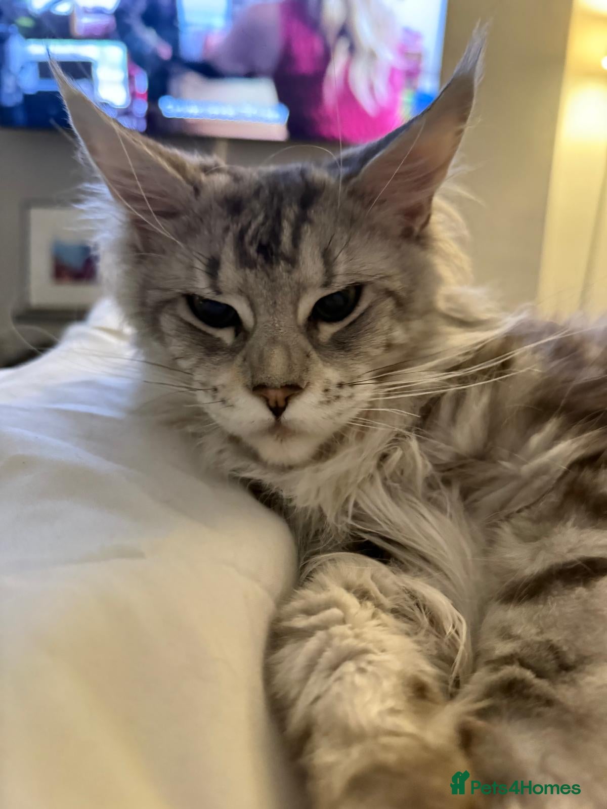 Maine Coon cats 15 Month Old Stunning Active Maine Coon Girl 🩷 - Advert 2