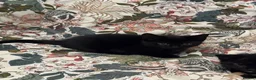 Mixed Breed cats for sale: 3 Kittens Looking for Their Forever Homes in Kenley - Advert 7