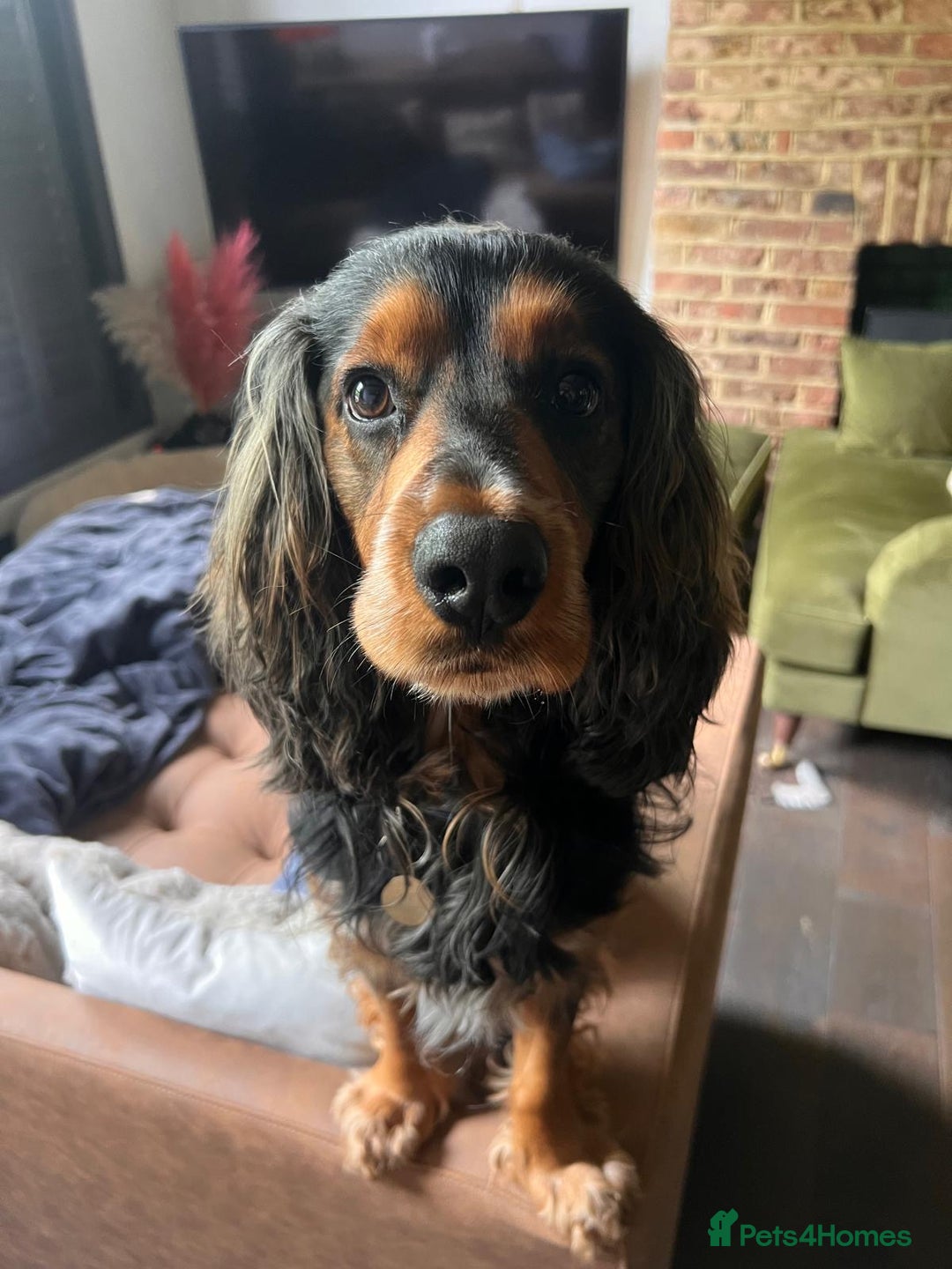 Cocker Spaniel dogs for sale: Rocky - 4.5 year old cocker spaniel - Image 7