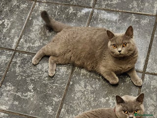 British Shorthair cats - Advert 5