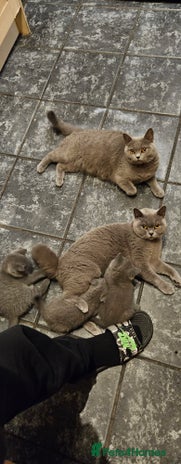 British Shorthair cats - Advert 9