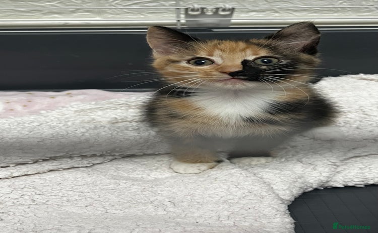 Bengal cats - Advert 14