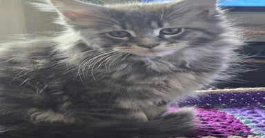 Maine Coon cats - Advert 13