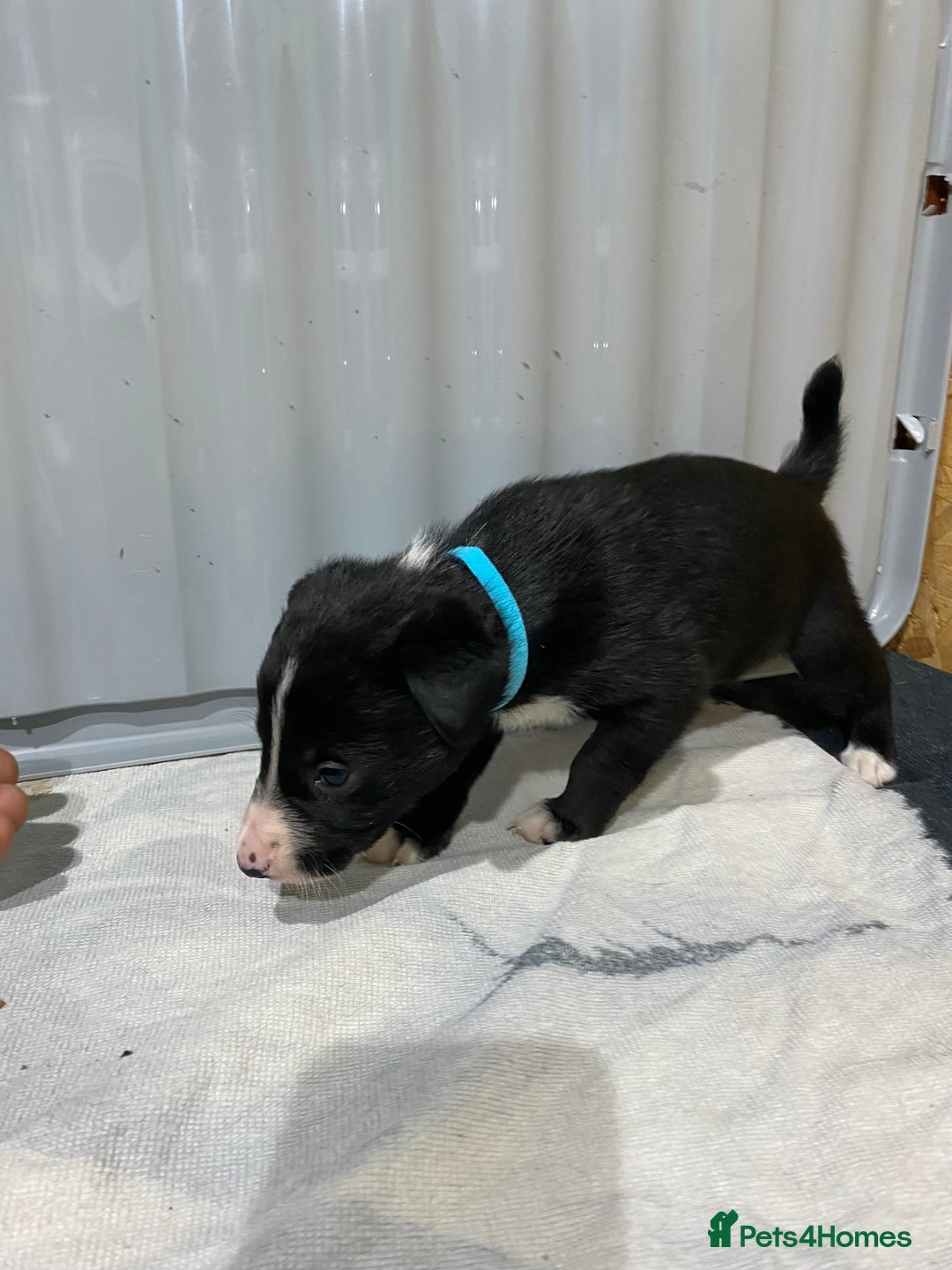 Border Collie dogs for sale: Beautiful border collie pups  - Advert 26