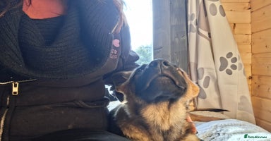 German Shepherd dogs - Advert 4