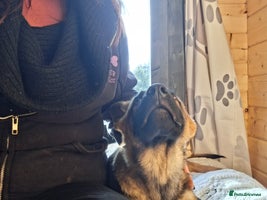 German Shepherd dogs - Advert 4