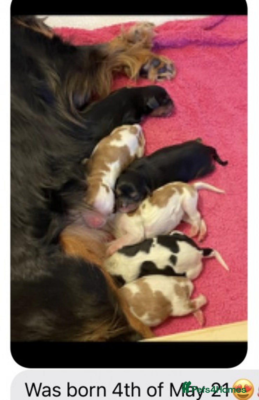 Cavalier King Charles Spaniel dogs for stud: Extensively Health Tested Cavalier King Charles Sp in Mansfield - Image 8