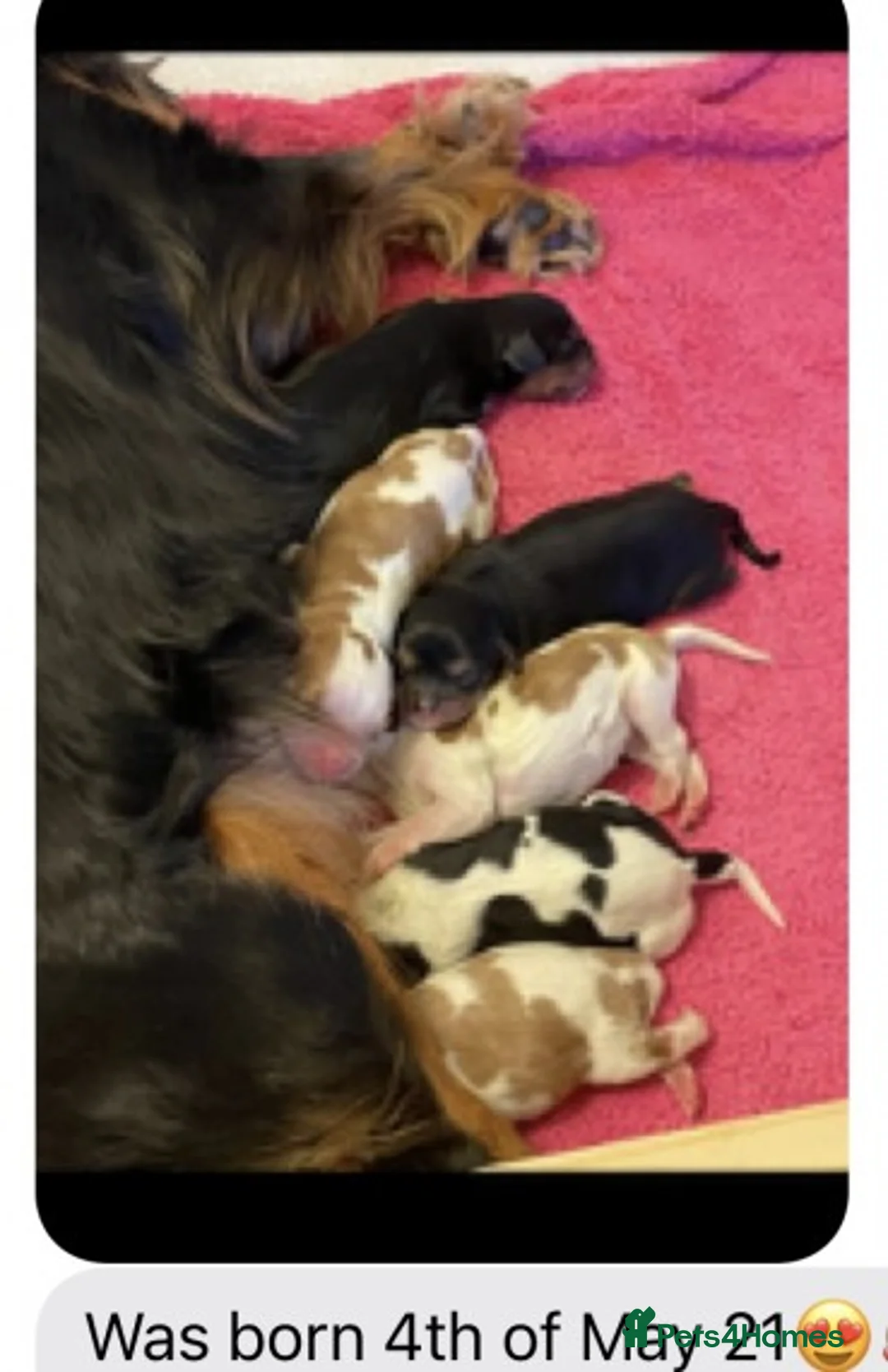 Cavalier King Charles Spaniel dogs for stud: Extensively Health Tested Cavalier King Charles Sp in Mansfield - Advert 8