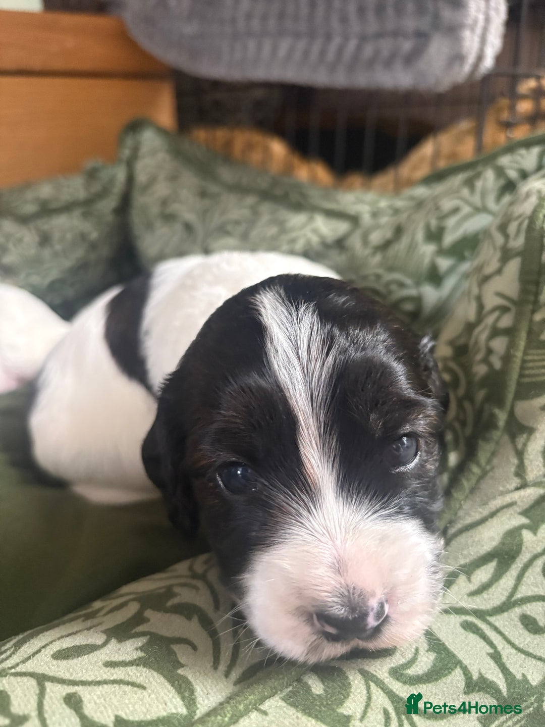Cockapoo dogs for sale: Unique Cockapoo Puppies - Image 9