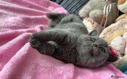 British Shorthair cats for sale: Gorgeous Champions line British Shorthair - Image 11