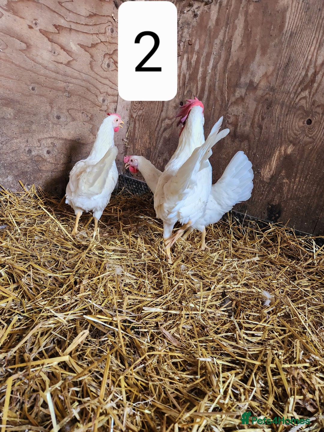 Chickens poultry for sale: Trios of pure bred chicken breeds - Image 11