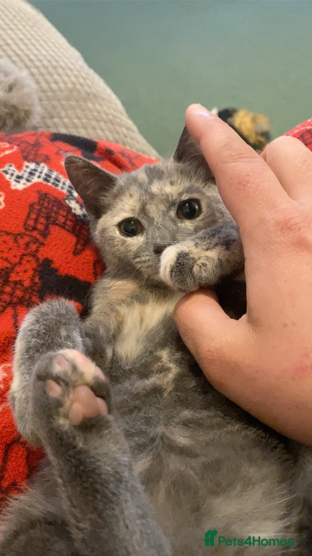 Mixed Breed cats for sale: Beautiful Layla needs a new family - Advert 26