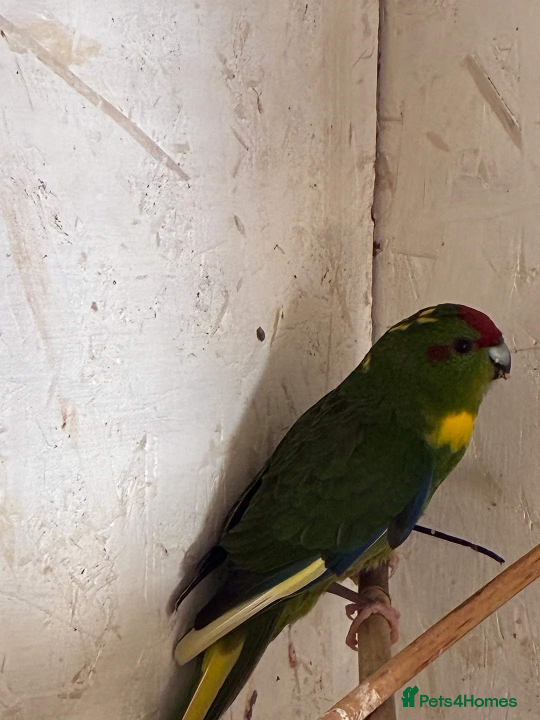 Parakeets birds for sale: Kakarikis for sale  - Advert 2