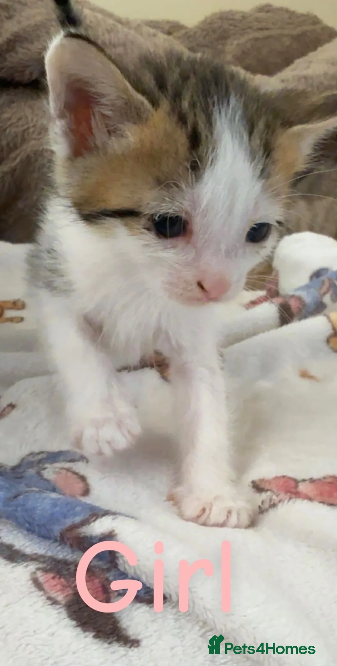 Mixed Breed cats for sale: 2 beautiful female left - Advert 2