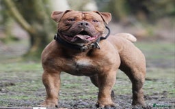 Olde English Bulldogge dogs for sale: Genetic Clear, Hip & Elbow Graded Breeding - Image 14