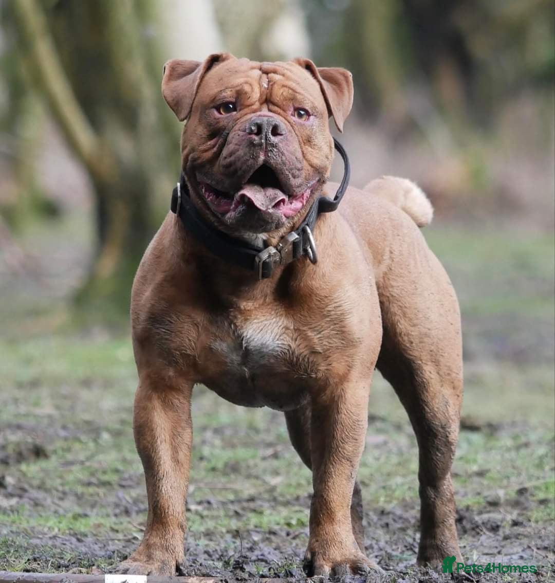 Olde English Bulldogge dogs for sale: Genetic Clear, Hip & Elbow Graded Breeding - Image 14