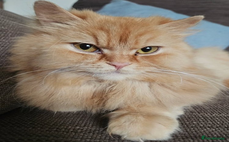 British Longhair cats - Advert 4