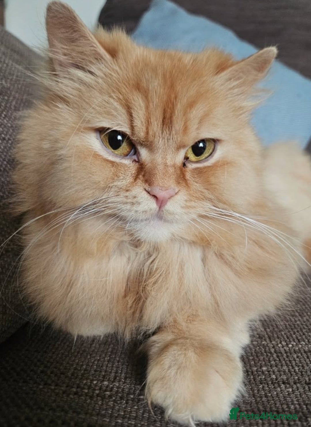 British Longhair cats for sale: Beautiful Retired British long hair  - Image 1