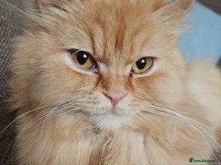 British Longhair cats - Advert 3