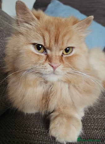 British Longhair cats - Advert 15