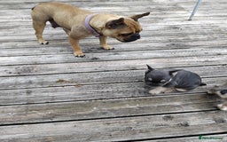 French Bulldog dogs for sale: French bulldogs puppys in Nottingham - Image 7