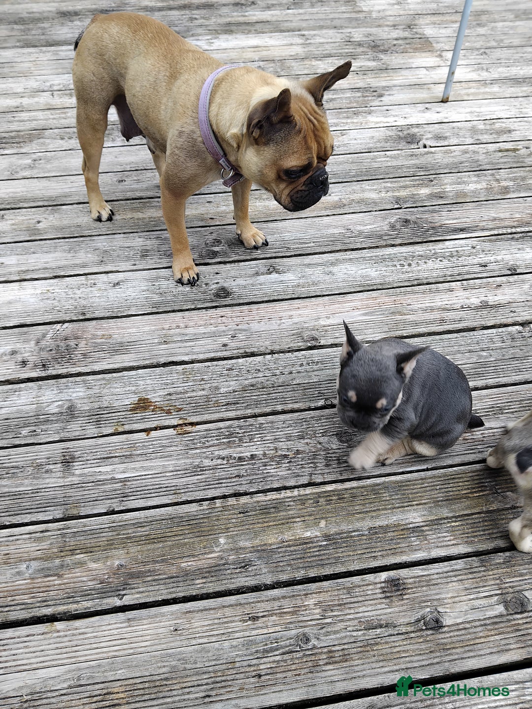 French Bulldog dogs for sale: French bulldogs puppys in Nottingham - Image 7