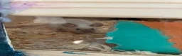 Mouse rodents for sale: 2 fancy mice and pawhut cage in Porth - Advert 2