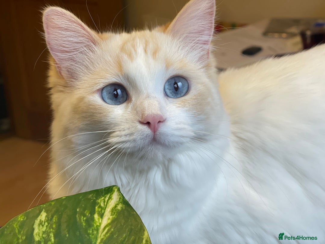 Ragdoll cats for sale: Ragdoll adults Purebred pedigree 5 generations  - Image 5