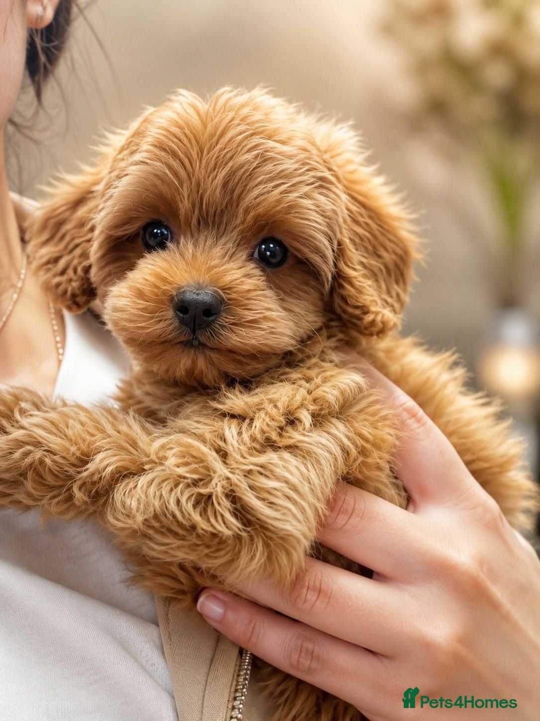 Maltipoo dogs 💥Ready to go Tiny teddy bear f1b Asian maltipoo💥 - Advert 6