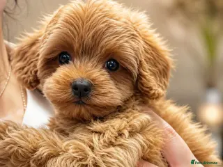Maltipoo dogs 💥Ready to go Tiny teddy bear f1b Asian maltipoo💥 - Advert 6