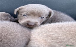 Labrador Retriever dogs for sale: Kc reg SILVER AND CHAMPAGNE LABRADORS  - Image 10