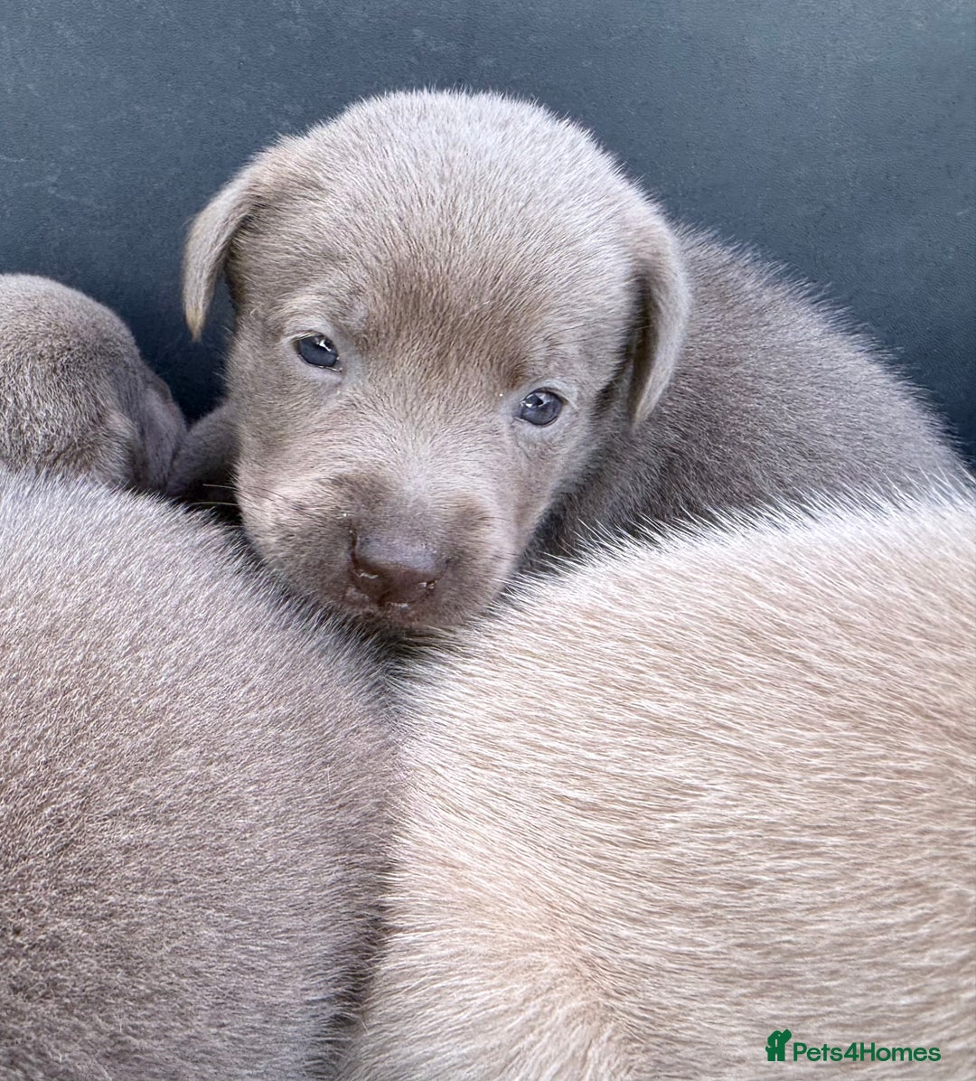 Labrador Retriever dogs for sale: Kc reg SILVER AND CHAMPAGNE LABRADORS  - Image 10