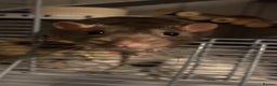 Rat rodents for sale: 2 Male Rats (FULL SET UP INCLUDED) - Advert 4