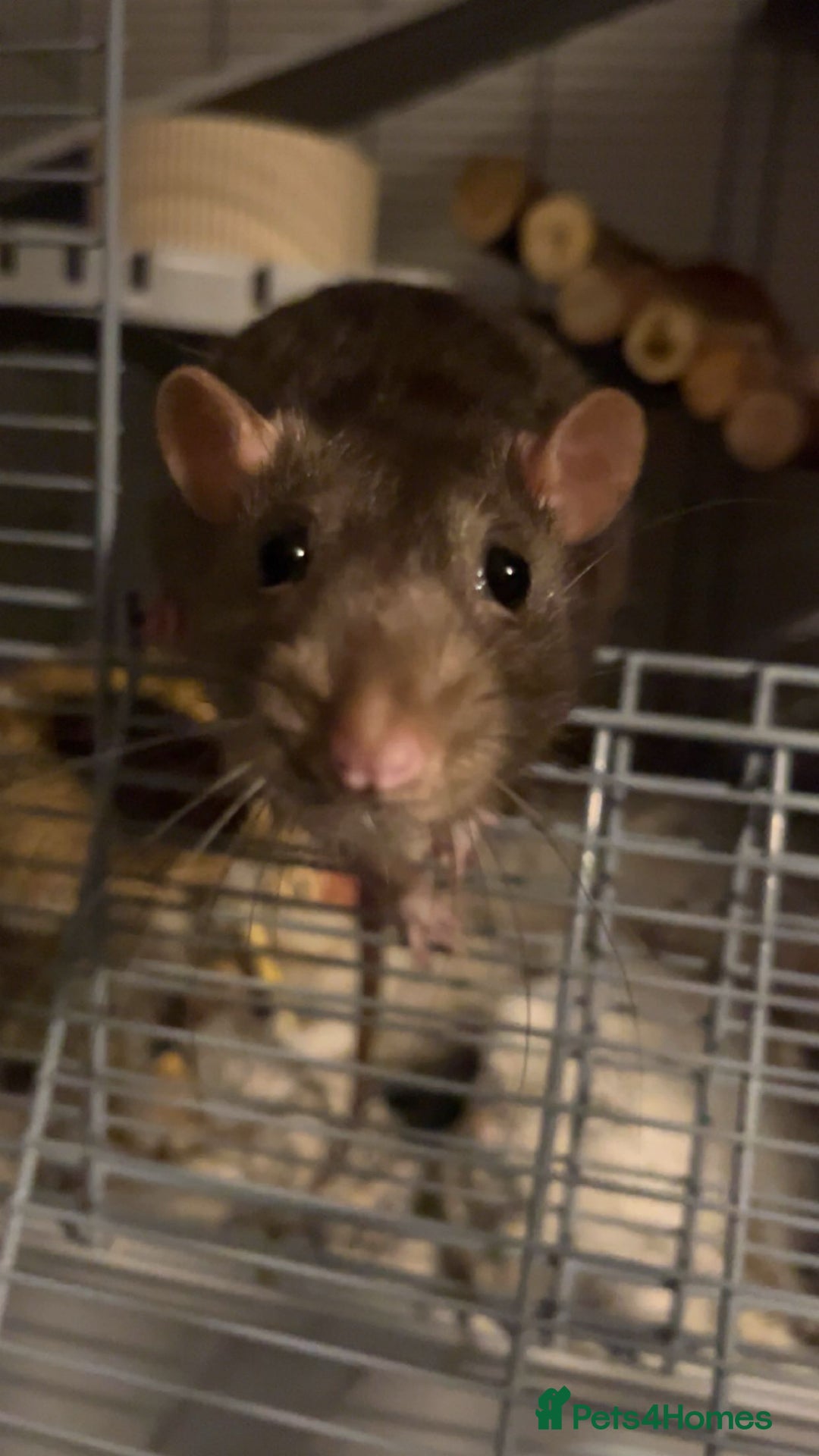 Rat rodents for sale: 2 Male Rats (FULL SET UP INCLUDED) - Advert 4