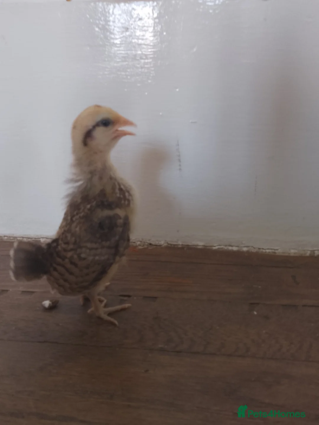 Chickens poultry for sale: *rare breed* Serama chicks in Derby - Advert 2