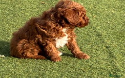 Poochon dogs for sale: ✨ Gorgeous Red & Apricot Poochon Puppies ✨ - Image 4