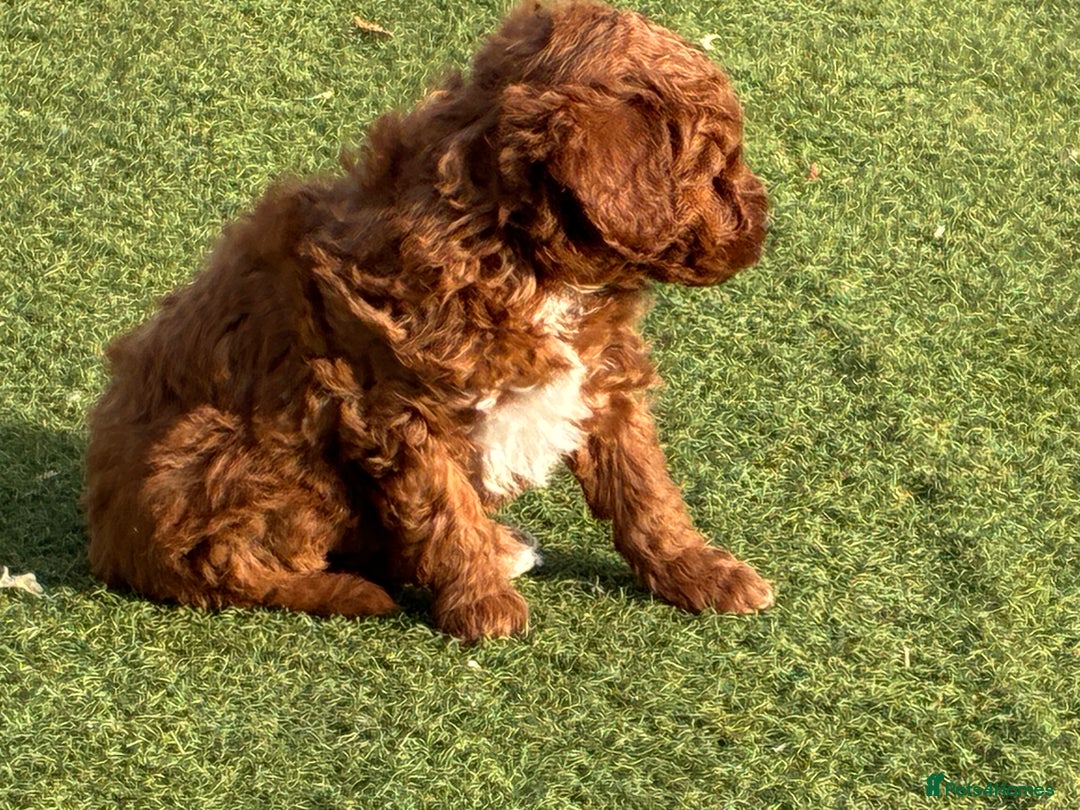 Poochon dogs for sale: ✨ Gorgeous Red & Apricot Poochon Puppies ✨ - Image 4