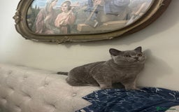 British Shorthair cats for sale: Gorgeus GCCF British Shorthair kittens - Image 6