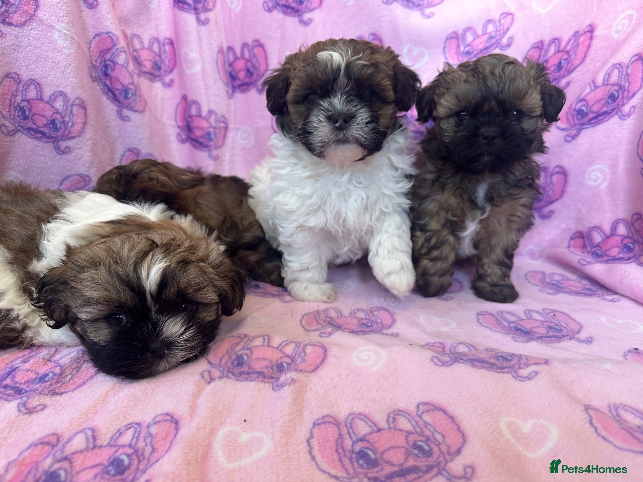 Shihpoo dogs Shihpoo puppies for sale  - Advert 1